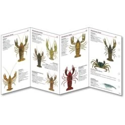 Sub-base Fischkarten Logbuch Einlagen Süsswasser Fische Mit SSI Lochung 8 Sub-base Fischkarten Logbuch Einlagen Süsswasser Fische Mit SSI Lochung -ActionSport Würzburg Shop 402 suesswasser ssi einlagen 2